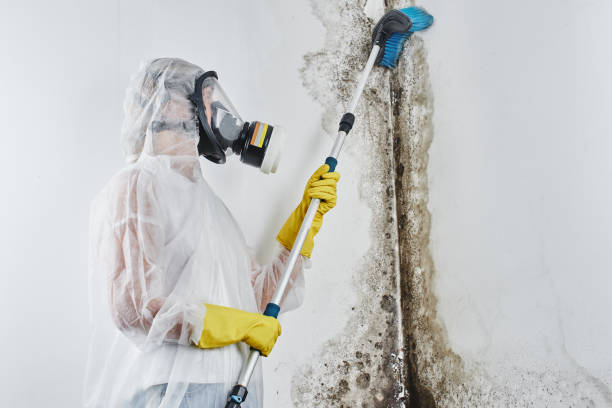 Best Bathroom Mold Remediation in Reynolds Heights, PA