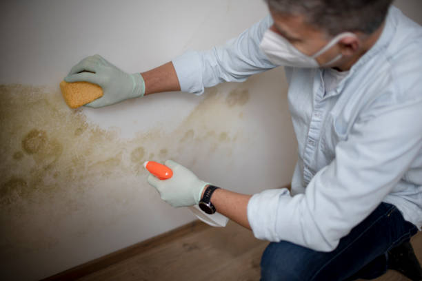 Best Industrial Mold Remediation in Reynolds Heights, PA