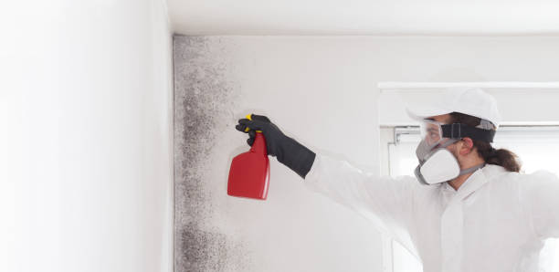 Best Insurance-Related Mold Remediation in Reynolds Heights, PA